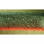 ABRALON 150MM Mirka P 1000